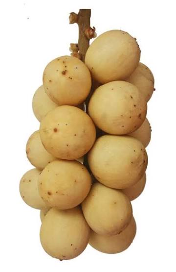 Lansones